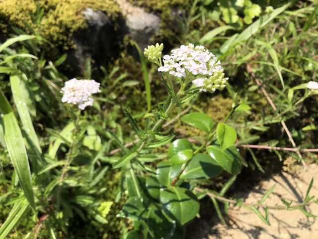 セイヨウノコギリソウの花