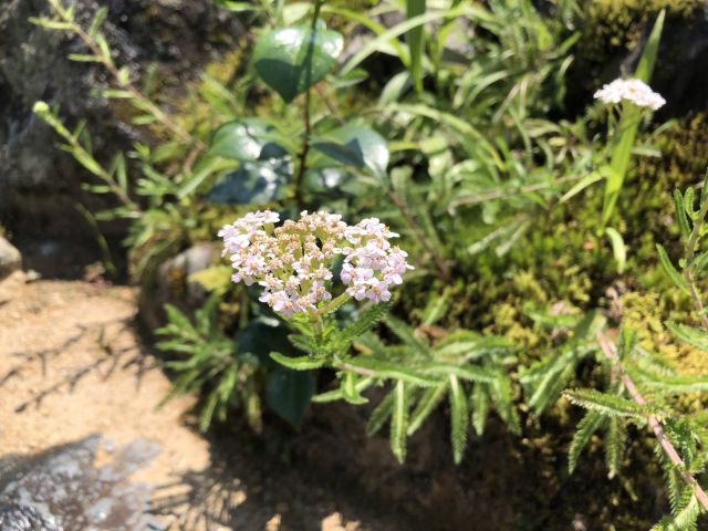 セイヨウノコギリソウの花