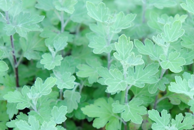 菊の冬至芽の育て方 株分け 植え替え 挿し芽にする方法は 楽して楽しむガーデニング