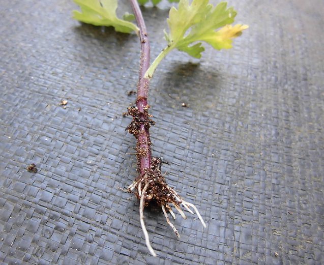 菊の冬至芽の育て方 株分け 植え替え 挿し芽にする方法は 楽して楽しむガーデニング