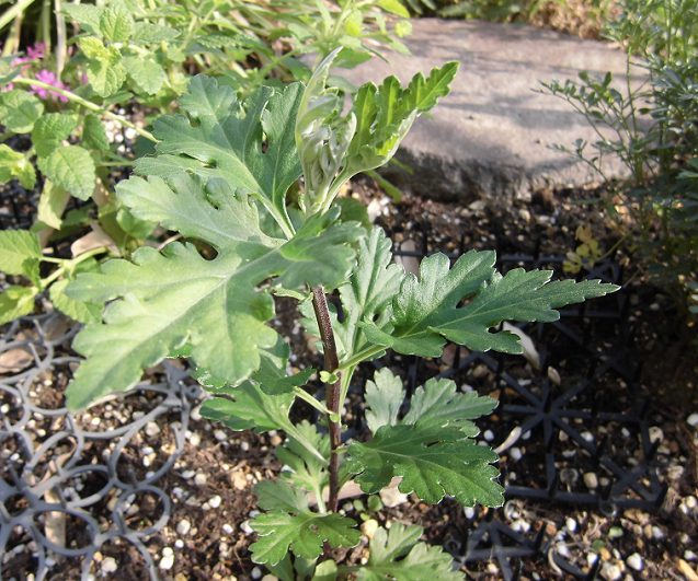 挿し芽した菊の苗 20日後