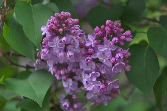 ライラックの花