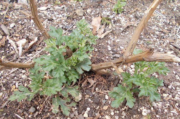 菊の冬至芽の育て方 株分け 植え替え 挿し芽にする方法は 楽して楽しむガーデニング