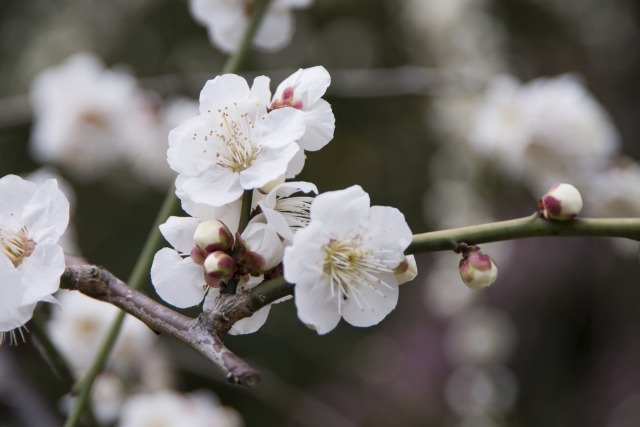 梅の花