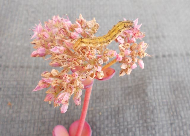 ミセバヤ食害