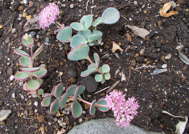 ミセバヤこぼれダネ開花