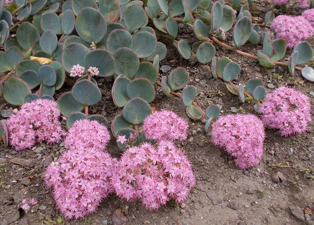 椿の根元に植えたミセバヤ