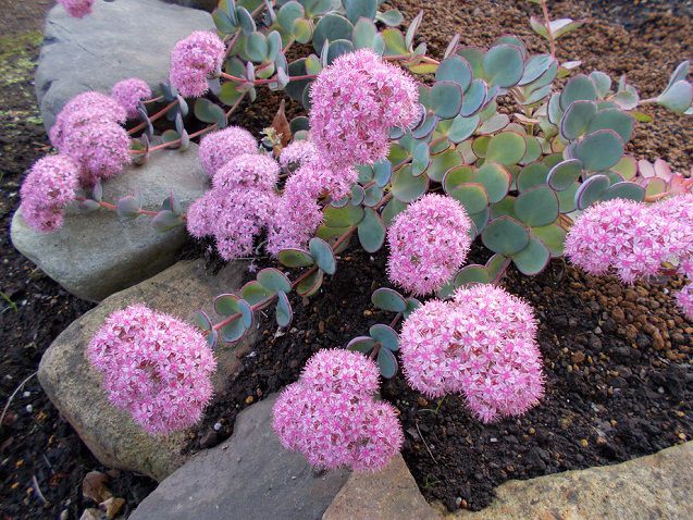 ミセバヤの花