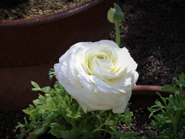 ラナンキュラスの白い花