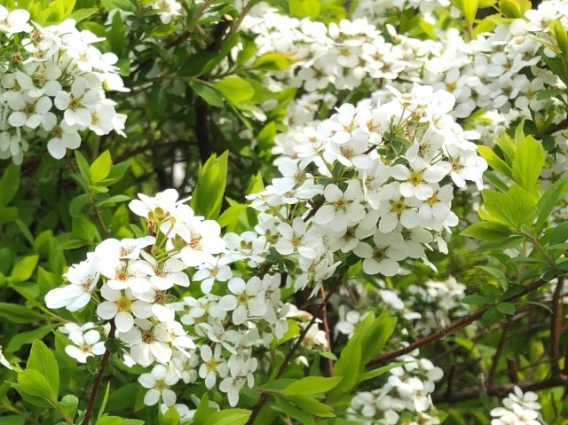 ユキヤナギの花