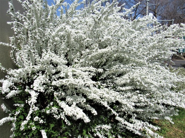 ユキヤナギの花