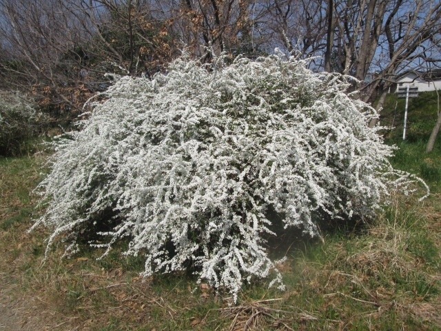 ユキヤナギの花