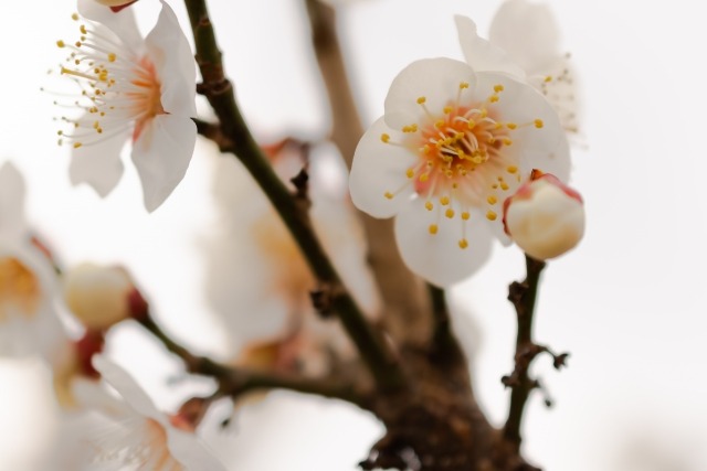 梅の花はどんな香り 梅の花の香りの良い品種は 楽して楽しむガーデニング