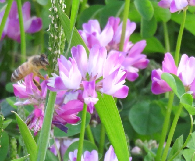 春の花の難読漢字 植物の名前は難しすぎる 楽して楽しむガーデニング