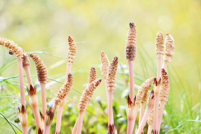 春の花の難読漢字 植物の名前は難しすぎる 楽して楽しむガーデニング