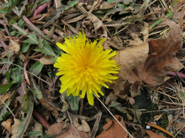 春の花