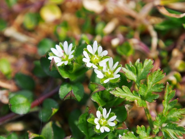 春の花　はこべ