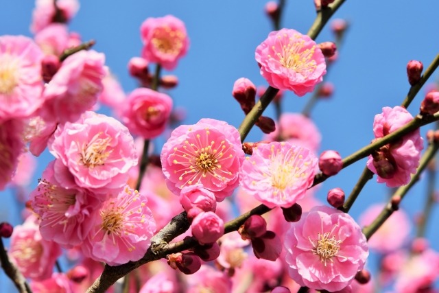 梅の花はどんな香り 梅の花の香りの良い品種は 楽して楽しむガーデニング