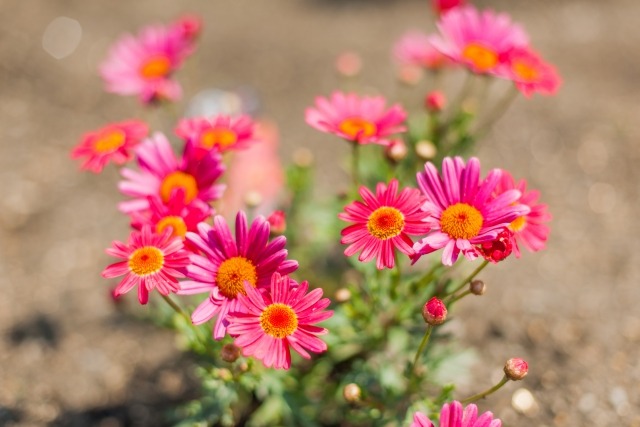 マーガレットの花