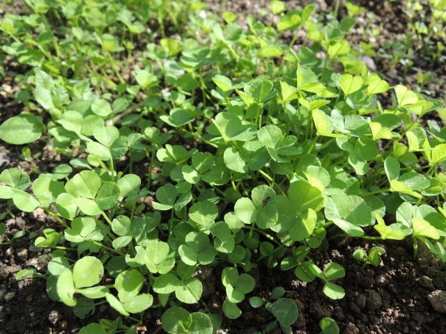 クローバー シロツメクサ の特徴と品種 育て方 緑肥に利用する方法は 楽して楽しむガーデニング