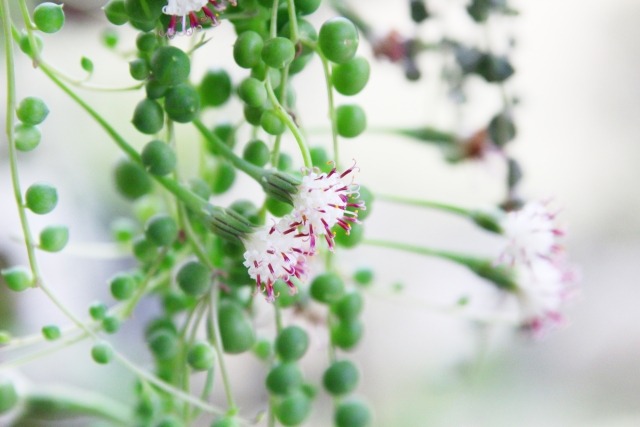 グリーンネックレスの花