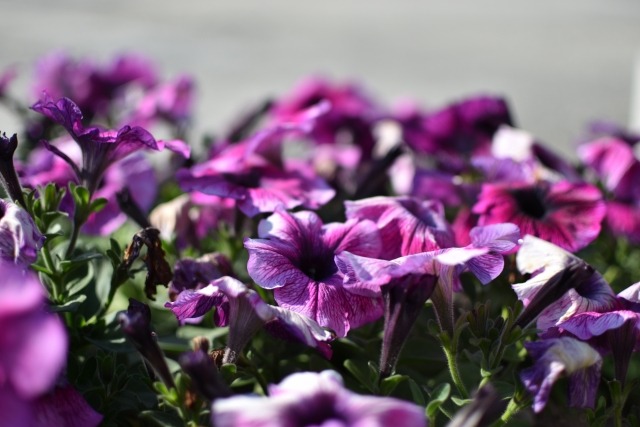 ペチュニアの花がら摘み