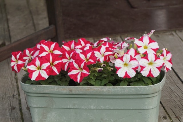 ペチュニアの花が咲かなくなった原因と対策 楽して楽しむガーデニング