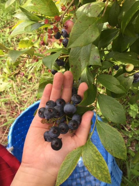 ブルーベリーの収穫