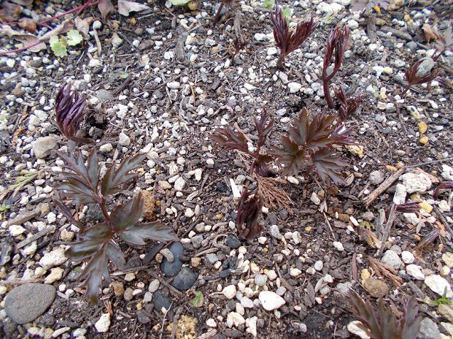 キクザキイチゲ、芽が出る