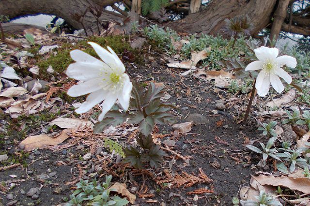 キクザキイチゲ開花