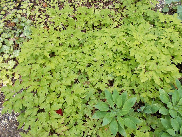 キクザキイチゲ　花後、葉が茂る