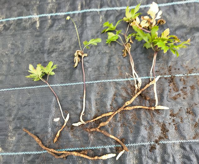 キクザキイチゲの葉と地下茎