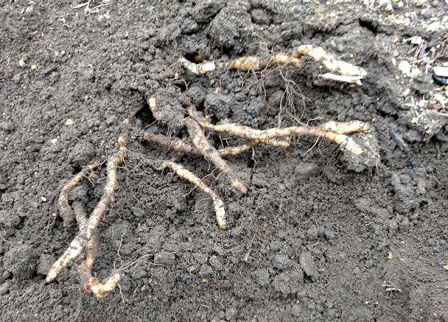 キクザキイチゲの地下茎