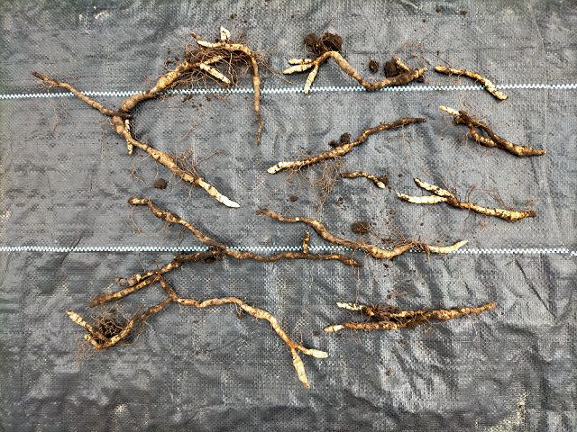 キクザキイチゲの地下茎