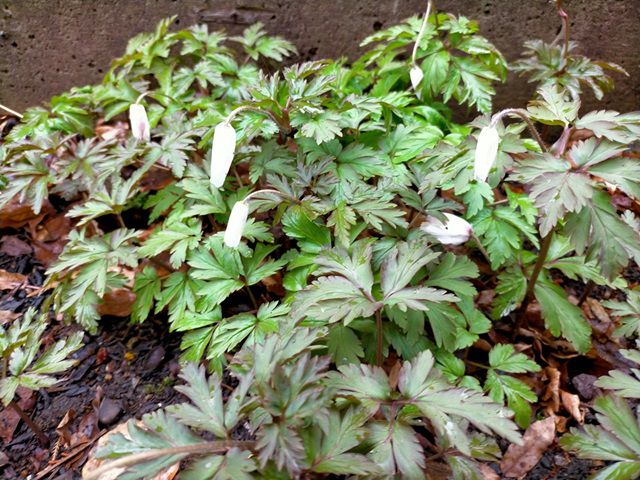 雨で花が閉じたままのキクザキイチゲ
