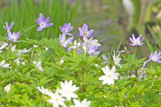 キクザキイチゲの花