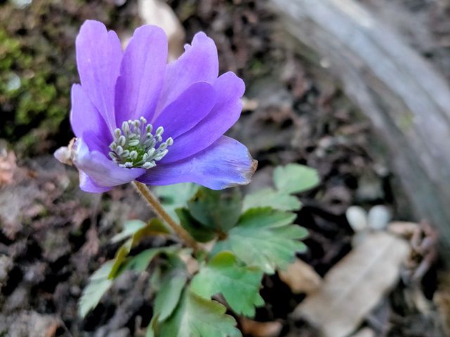 キクザキイチゲの青い花