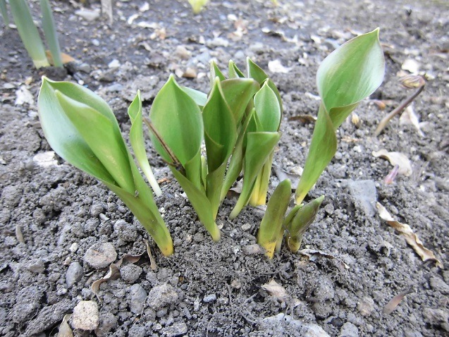 キバナカタクリの芽出し