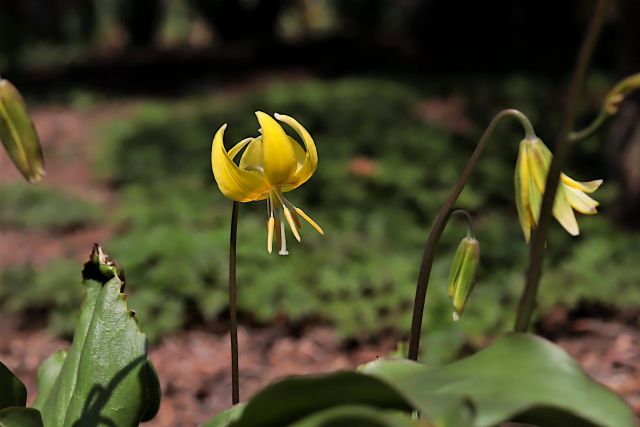 キバナカタクリの花