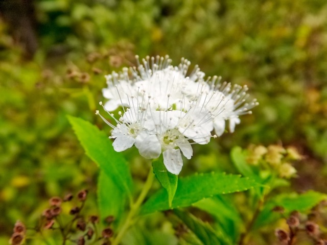 シモツケの白い花