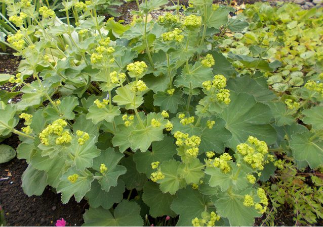 アルケミラ モリスの花