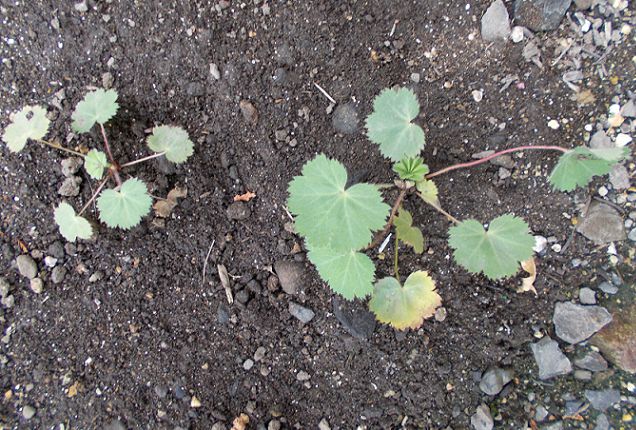 こぼれ種から発芽したアルケミラ モリス