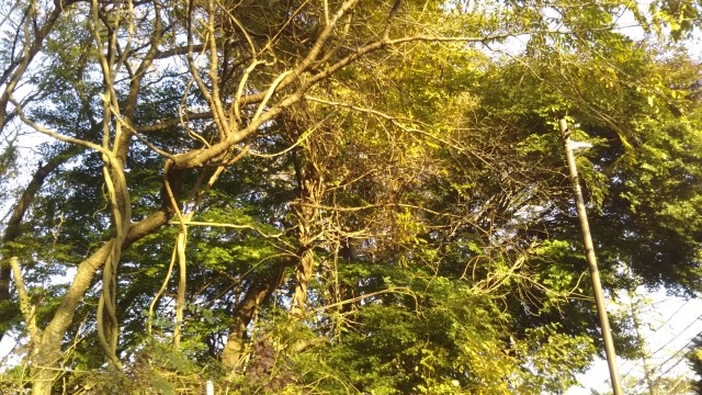 木にからみつくフジ
