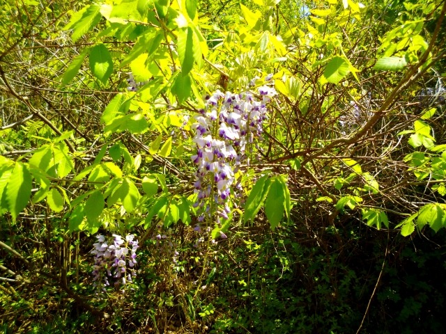 フジの花