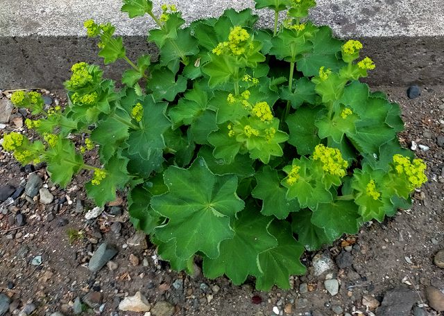 アルケミラ モリスの花が咲き始める