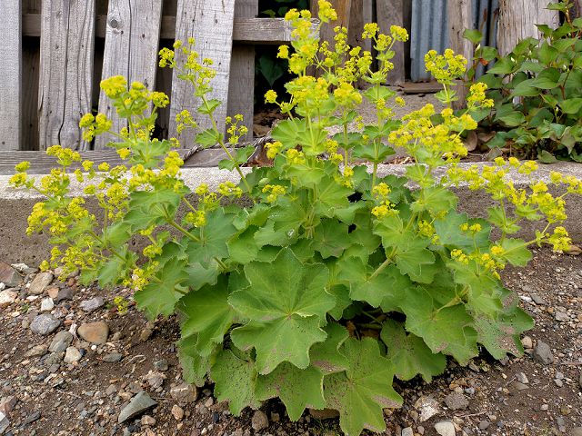 アルケミラ モリスの花