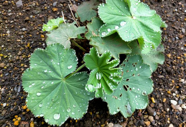 雨後のアルケミラ モリス