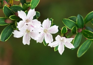 ハクチョウゲ（白丁花）の花