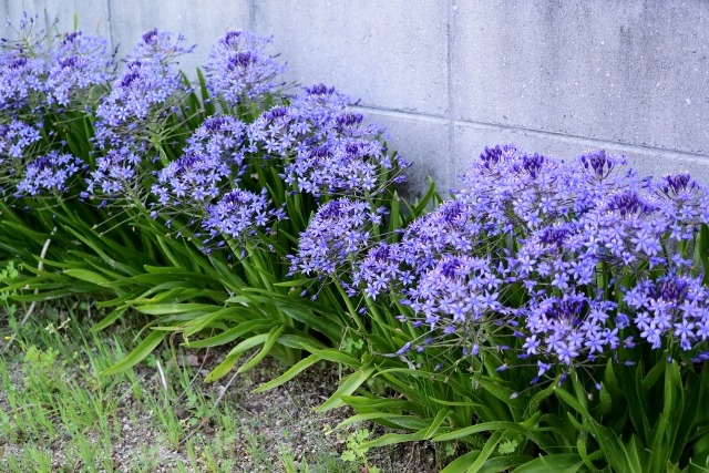 アガパンサスの育て方 植え替え 株分け時期はいつ 花が咲かない原因は 楽して楽しむガーデニング