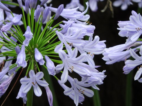 アガパンサスの育て方 植え替え 株分け時期はいつ 花が咲かない原因は 楽して楽しむガーデニング